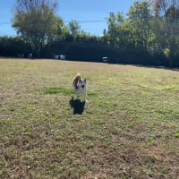 世界の名犬牧場@群馬県前橋市