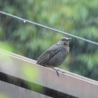 雨と鳥