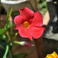 夏の花　ルドベキアとかサントリーのサンパラソルとか