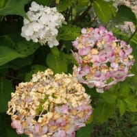 アジサイの花　熱暑で日焼け