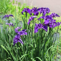 瓢湖へアヤメ見学