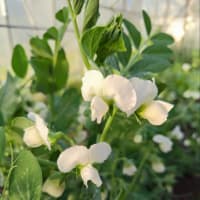 田植えが終わりました