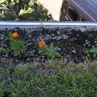 【草屋根】今日（2023.7.17.月曜祝日）のお花、３輪