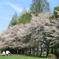 花の丘公園　桜とチューリップ