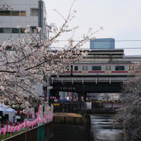 2025/3/30　都内で桜と列車の撮影　後編