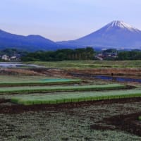 富士山　我が地の水田散策...  逆さ景観が容易には　(風さんが　)