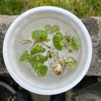 2025.5.5　二十四節気立夏　天然遡上越後清流三面川水系