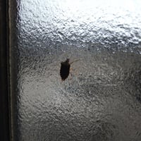 暖かくなるとこいつらも…