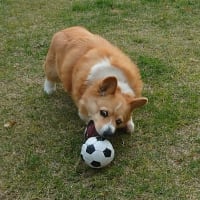 今日もボールで