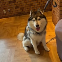 ドッグリゾートwoof