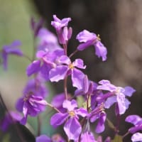 2025年 満開の桜（その１） 神原の枝垂れ桜 / さくらさくら＆風のように