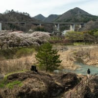卯月の穀雨　みなかみ諏訪峡の桜