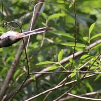エナガの幼鳥に出会ったよ～♪