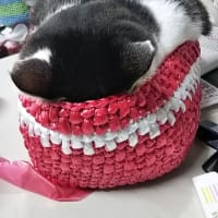 ごめん寝