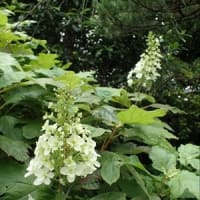 藪庭らしいひかえめな花たち…