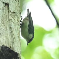 ヤブサメなど