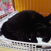 もんちじゃない！黒猫がいる！　なぜ？？？