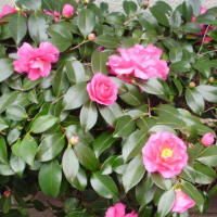 庭の花・寒椿