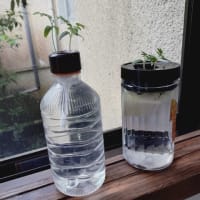 ミニトマト水耕栽培