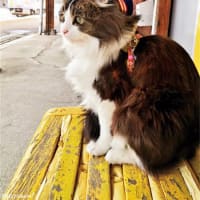 私の愛した京王線・猫電車