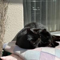 朝の黒猫ダブルと心配をいただいた電話