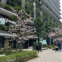 早咲きの桜
