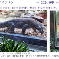 コモドドラゴンを見物　　－ 2024.9 中 －