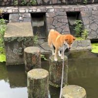 久しぶりのチャレンジで足がすくんだ柴犬ひのき