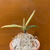 建白冠
