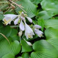 １６本の紫陽花の花をカット