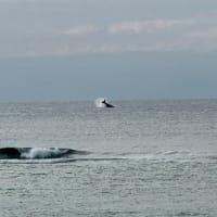 大宜味村根路銘沖でクジラ発見