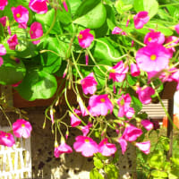 夏の暑さをすぎて咲いた花たちの成長