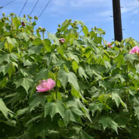 ひまわり狩り　神奈川県鎌倉市　日比谷花壇大船フラワーセンター（3）チョコレート色のひまわり