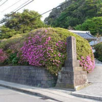 鎌倉　安養院　つつじ