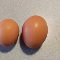 卵の話