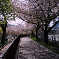 大川の桜 4月13日（土）快晴
