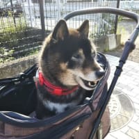 再デビューしました。