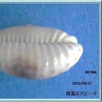 コモンダカラ