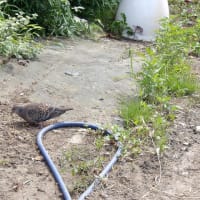 ブルーベルの球根堀り