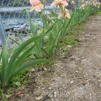 広場の草取り～ゴーヤの網張