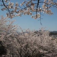2025年 満開の桜（その２ ）裏山のソメイヨシノ / さくらさくら＆花は咲く