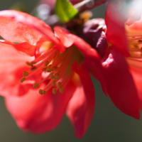 赤い木瓜の花