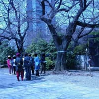 気象庁は本日、東京都心の桜（ソメイヨシノ）が開花したと発表