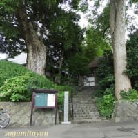 新戸の古刹「本鏡山常福寺」では「萩」が咲き始めた！！