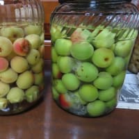朝仕込んだ梅酒と夜仕込んだ梅酒の色が違うﾍ(^o^)/