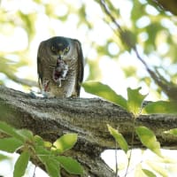 「ツミの繁殖-3」