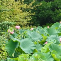 今年は当たり！小田原城址公園の大賀ハス