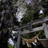 No.1,110　花の紀行 3　2年に1度咲く春日神社の大藤と羽山のクマガイソウ