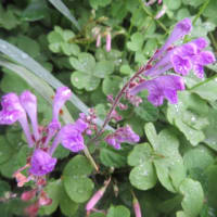 小葉立浪草　紫花　２種