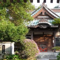 鎌倉　安養院　つつじ